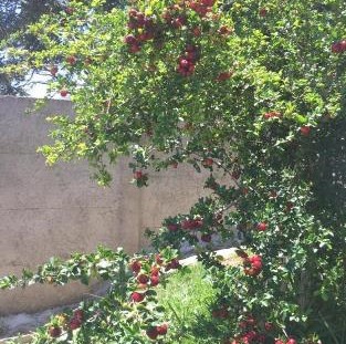 Pé Acerola Pé Acerola